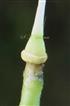  Pistil with Disc